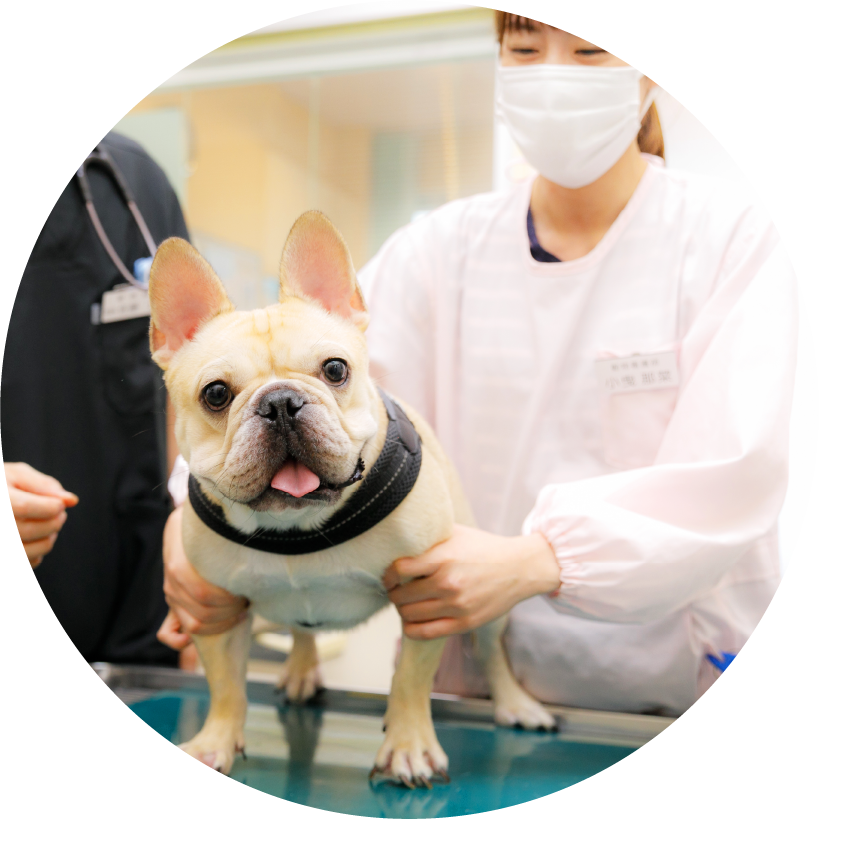 まこと犬と猫の病院の当院について